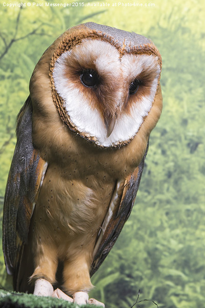 Barn Owl  Picture Board by Paul Messenger
