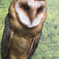 Buy canvas prints of Barn Owl  by Paul Messenger