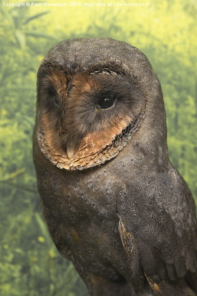 Black Barn Owl Picture Board by Paul Messenger