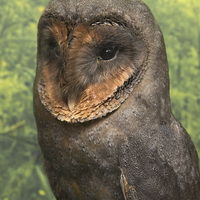 Buy canvas prints of Black Barn Owl by Paul Messenger