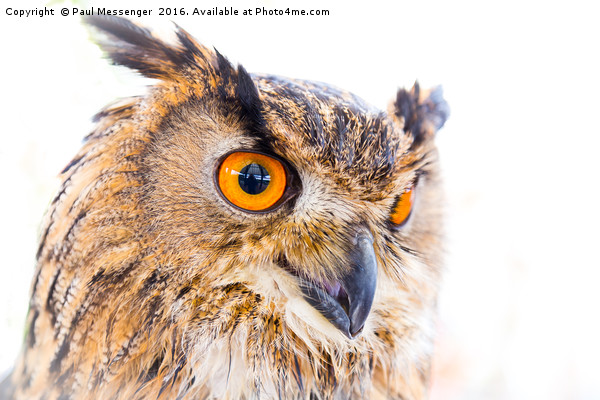  Turkmainian Eagle Owl Picture Board by Paul Messenger