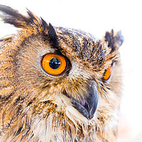 Buy canvas prints of  Turkmainian Eagle Owl by Paul Messenger