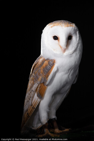 Barn Owl posing Picture Board by Paul Messenger