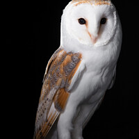 Buy canvas prints of Barn Owl posing by Paul Messenger