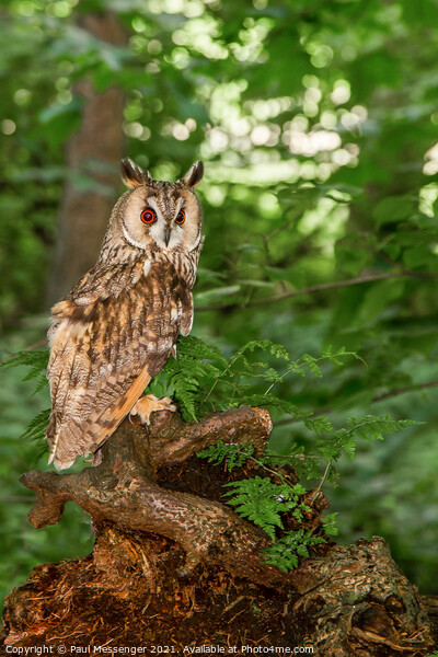  Long Eared Owl on a tree branch Picture Board by Paul Messenger