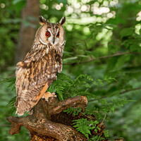 Buy canvas prints of  Long Eared Owl on a tree branch by Paul Messenger