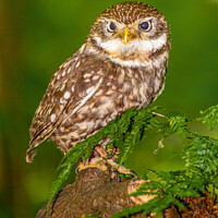 Buy canvas prints of A Little Owl by Paul Messenger