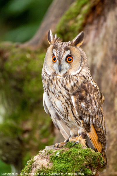 A close up of a Long Eared Owl Picture Board by Paul Messenger