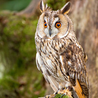 Buy canvas prints of A close up of a Long Eared Owl by Paul Messenger