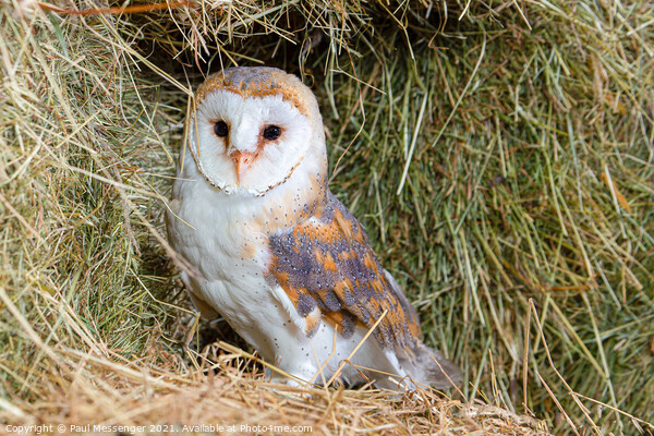 Barn Owl Picture Board by Paul Messenger