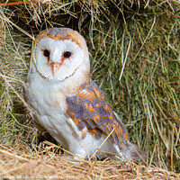 Buy canvas prints of Barn Owl by Paul Messenger