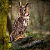 Buy canvas prints of A long Eared Owl by Paul Messenger