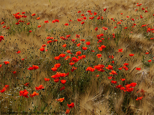 red poppy field Picture Board by Jo Beerens