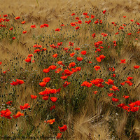 Buy canvas prints of red poppy field by Jo Beerens