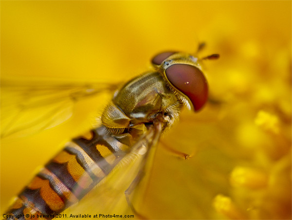 hoverfly Picture Board by Jo Beerens