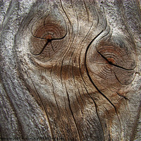 Buy canvas prints of wood face by Jo Beerens