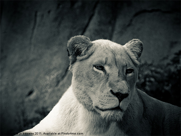 white lioness Picture Board by Jo Beerens