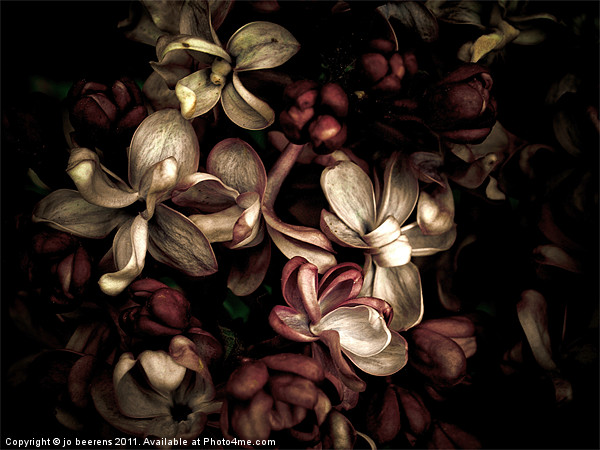 dark flowers Picture Board by Jo Beerens