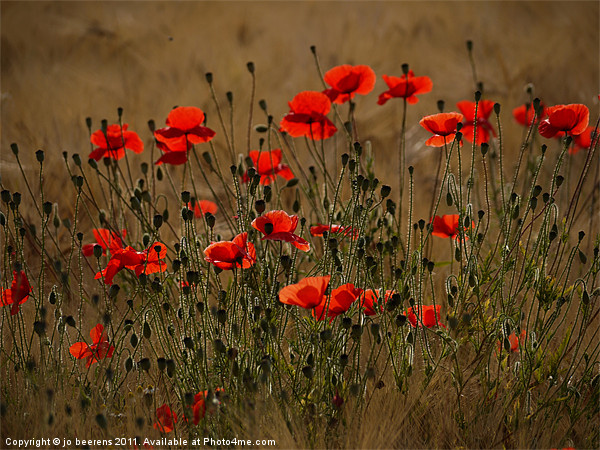 the irresistible attraction of poppies Picture Board by Jo Beerens