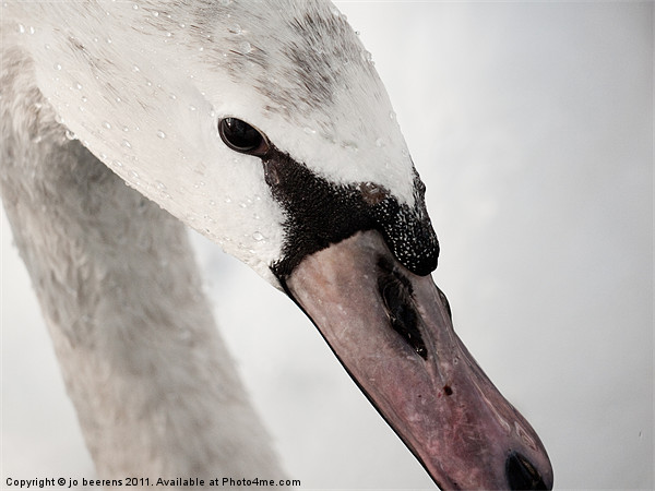 winter swan Picture Board by Jo Beerens