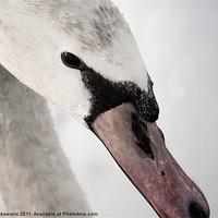Buy canvas prints of winter swan by Jo Beerens