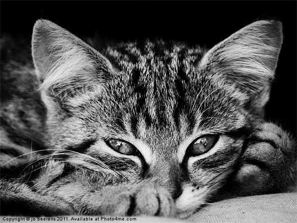 stray kitten Picture Board by Jo Beerens