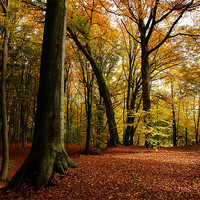 Buy canvas prints of autumn forest by Jo Beerens