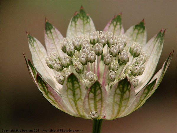 astrantia Picture Board by Jo Beerens
