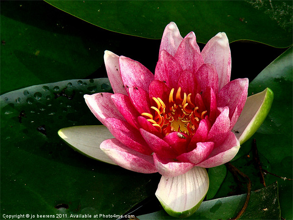 water lily Picture Board by Jo Beerens