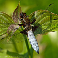 Buy canvas prints of black-tailed skimmer by Jo Beerens