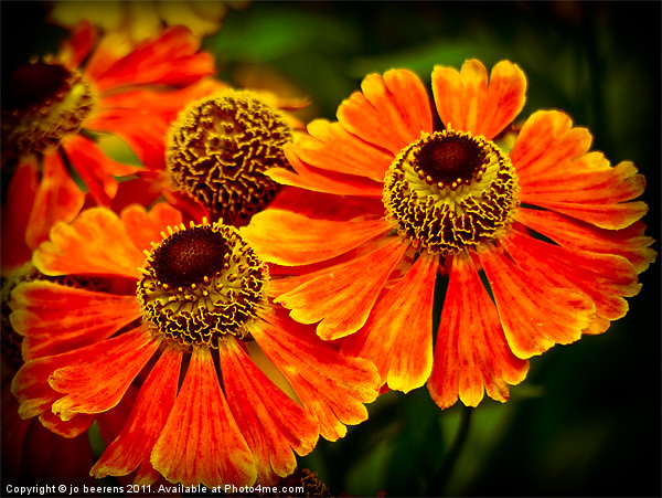 helenium Picture Board by Jo Beerens
