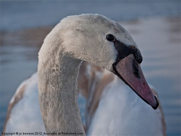 swan neck Picture Board by Jo Beerens