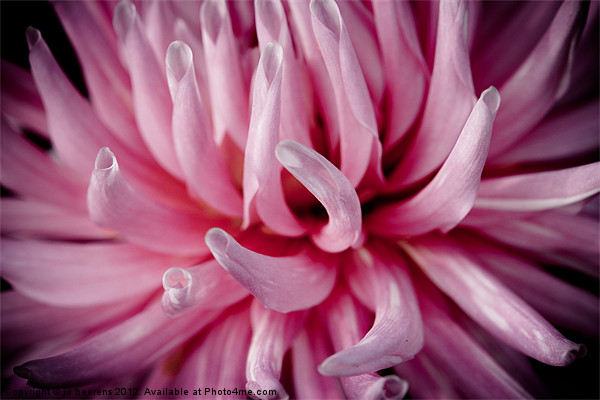 pink dahlia tentacles Picture Board by Jo Beerens