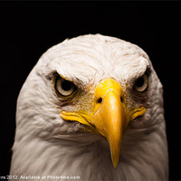 Buy canvas prints of eagle eyed by Jo Beerens