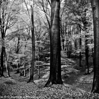 Buy canvas prints of a forest by Jo Beerens