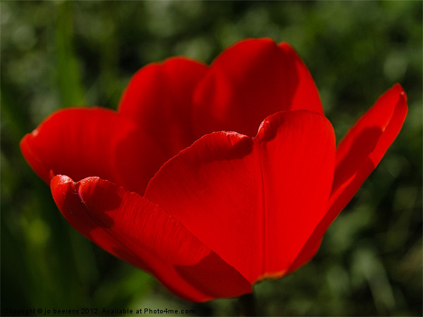 tulip from holland Picture Board by Jo Beerens