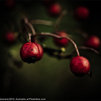 Buy canvas prints of red berries by Jo Beerens