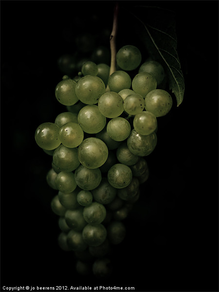 grapes Picture Board by Jo Beerens