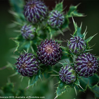 Buy canvas prints of thistle buds by Jo Beerens