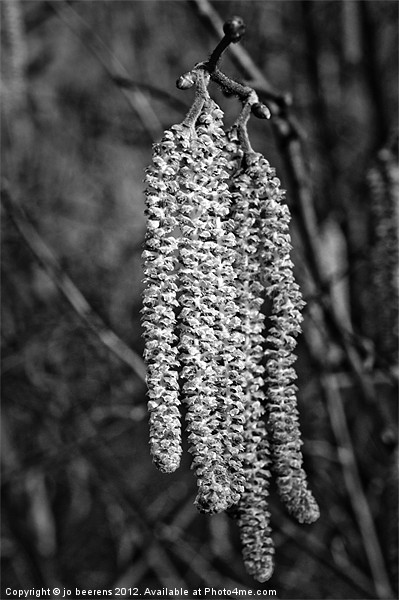 catkins Picture Board by Jo Beerens