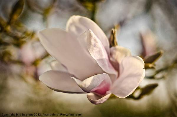 magnolia flower Picture Board by Jo Beerens