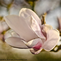 Buy canvas prints of magnolia flower by Jo Beerens