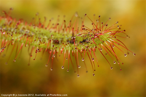 cape sundew Picture Board by Jo Beerens