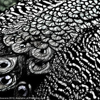 Buy canvas prints of peacock deluxe by Jo Beerens