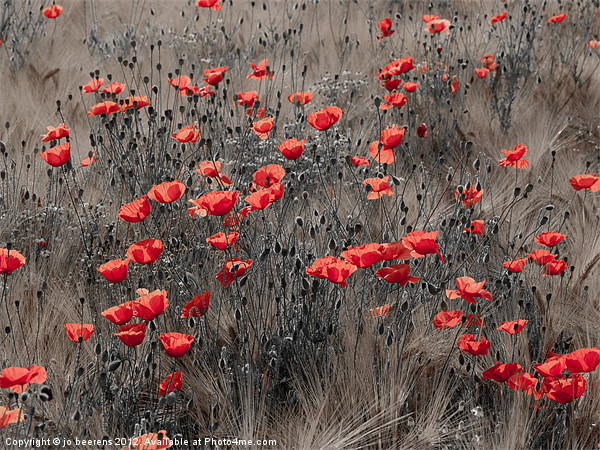 poppy field Picture Board by Jo Beerens