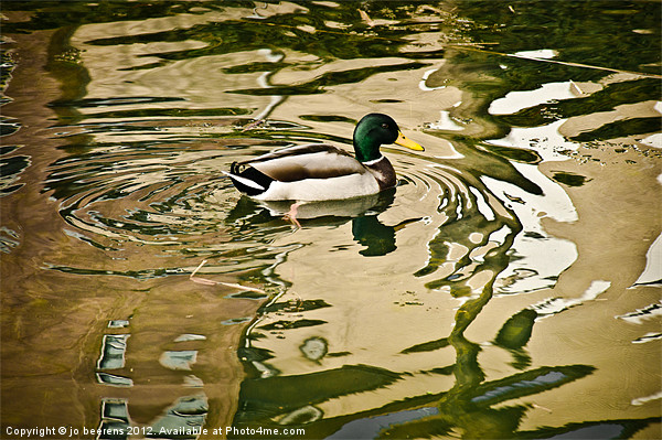 canard a l'abstract Picture Board by Jo Beerens