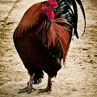 Buy canvas prints of cocky by Jo Beerens