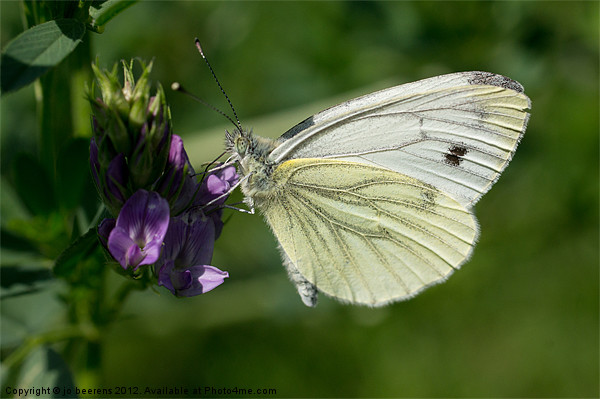 butterfly macro Picture Board by Jo Beerens