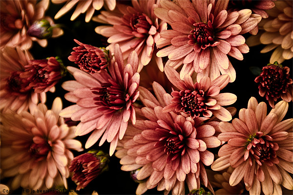 chrysanthemum Picture Board by Jo Beerens