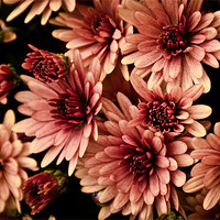 Buy canvas prints of chrysanthemum by Jo Beerens